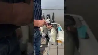 Boat flip big crappie