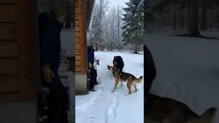 Hero Dog SAVES Mom From Bear! 🐕❄️ #shorts #bearattack #germanshepherd #guarddog #closecall