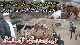 Dogli Goat Farm | How to Start Goat Farming in Pakistan | Goat Farming Tips