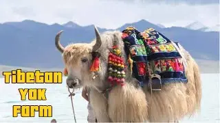 Unveiling the Tibetan Yak Farming Saga: A Documentary on the Million-Yak Journey