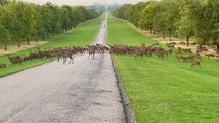 Windsor Great Park- Deer Roaring