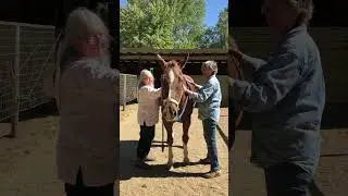 Oldie! Cary is 1 of my fine faculty members now, spreading JSJ & animal love! #jsjforpets #horse