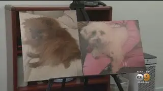 Healthy Spot Pet Store Sued After Dog Dies While Getting Groomed