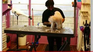 Amsterdam Dog Salon
