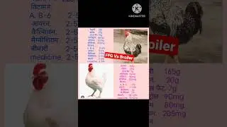 ffg vs broiler #shorts
