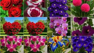Latest Flower 🌹🌺 HD Wallpaper। Beautiful Flower Images। Natural beauty Of Flowers। Flower DP,Photos।