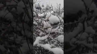 к #aktive #gacha #kitten #cat #cute #pets #funny