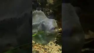 Grosse poule de mer - Lumpfish (Cyclopterus lumpus)