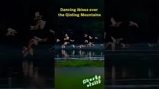 Dancing ibises over the Qinling Mountains