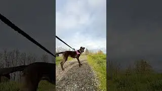 Ozzy&rsquo;s Taverner Ridge Trail Walk part 1 @CaptainMcPherson1919 