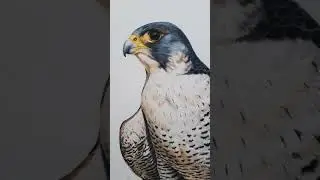 Сокол сапсан Кастальского Дмитрия. Авторское жикле. Peregrine Falcon by Dmitrii Kastalskii. Giclee