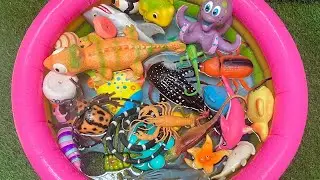 Insect Discoveries Deep Sea Dreams & Tiny Nature Heroes | A Learning Adventure