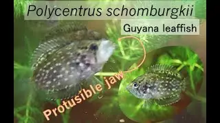 Polycentrus schomburgkii (Guyana Leaffish)  Live Bloodworm Feeding