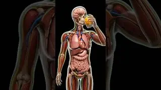 Inside Your Gut: 3D Animation of Mango 🥭 Digestion #digestivehealth #digestiveprocess #digestive