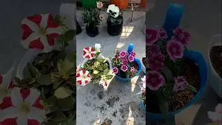 Winter Plants Report | Best Plants to Grow in Winter Season | Healthy Garden Update