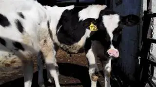 Introducing The Farmer's Daughter