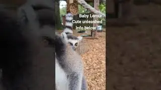 The baby Lemur is growing up fast!