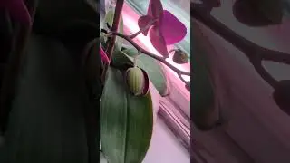 Orchid in Bloom update