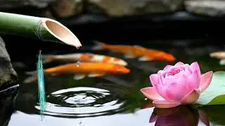 Rhythmic Bamboo Fountain & Goldfish Pond &mdash; Soothing ASMR Water Drips (5H Loop)