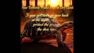 fyp Wake Up 7:07 PM FYP &ndash; Star Tortoise  Walks Free in Dry Land 🐢✨