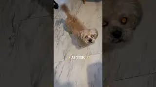 Material Gworll: Petco Dog Grooming Adventure #beforeandafter #grooming