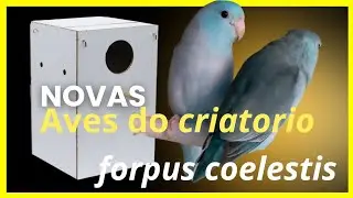Novas aves da criação