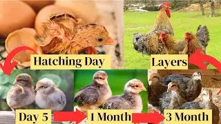 Ayam Bielefelder Kennhuhn Hane Bielefelder Chicken Growth Time Lapse | Chick Chick Growth Day by Day