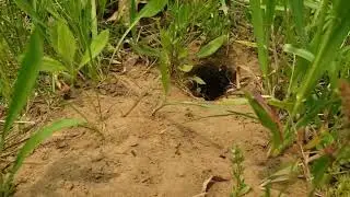 Found my lifer SMOOTH GREEN SNAKE! More spring herping in Wisconsin!