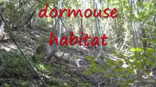 A weekend with Welsh wildlife.wmv