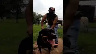 #shorts Grooming a #rottweiler  #freya