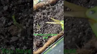 Have to clip those ends to promote growth gives more energy to the  #garlic  #growhappy  #gardening