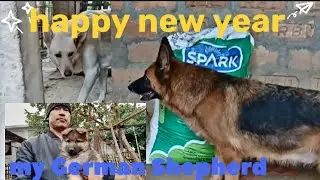 Happy new year 2026/ German shepherds / tripura teliamura railway station 