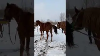 Best Wild Horses Mare Compilation of some Wild Horse Fights Video 302