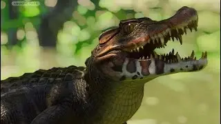 Planet Zoo Aquatic Pack Chat! | 3 Days To Launch!