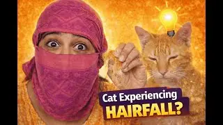 😲 Cat Experiencing Hairfall? |Bille ke Bal Jhadgaye
