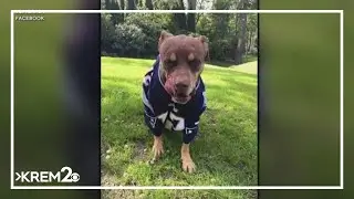Tom Brady says his new dog is a clone of his late pup Lua