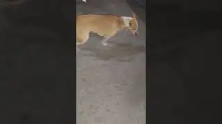 Nelore dogs hungry problems