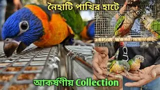 Naihati Pet Market 💥|🔥 Recent Bird Price Update | Premium Quality Sun Conure, Love Bird Etc.🤯