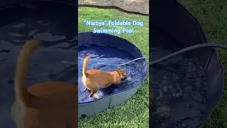 The #1 thing my dog likes to do is jump in this dog pool! Niubya Foldable Dog Swimming Pool 10 of 10