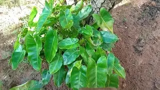FIZ REPLANTE, MOSTREI UM POUQUINHO DO QUINTAL 
