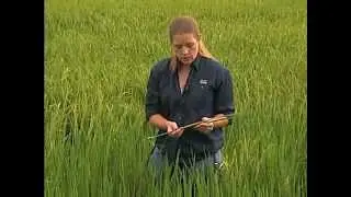 Rice Stink Bug Management 3: Determining the proper time to scout for the rice stink bug.