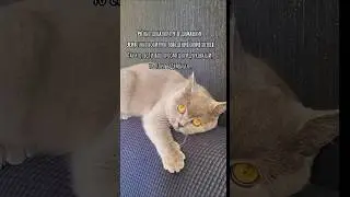 С кем поведёшься, того и наберёшься.🤪 #ЧудаковатыеПитомцы #FunnyPets #PetHumor #МоиЖивотные #юмор