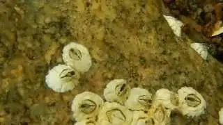 Semibalanus balanoides
