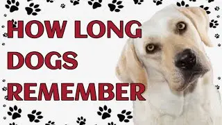 🐾 How Long Can a Dog Remember a Person?