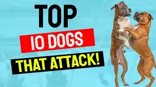 Top 10 Dog Breeds Most Likely to Bite | These Dogs May Be Dangerous Without Proper Training