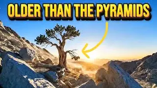 The Oldest Living Thing on Earth Was Killed by Mistake