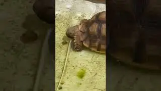 I&rsquo;m so excited 😆🐢 #tortoise #shorts
