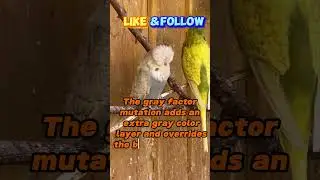 Gray Factor Mutations? #shorts #shortvideo #budgiesinformation #budgies #mutations