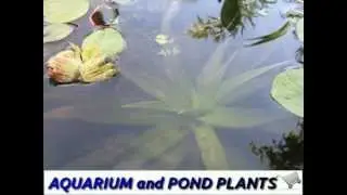 Stratiotes aloides - Water Soldier underwater cam