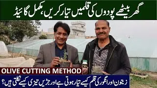 How Olive Plants Are Prepared in Nurseries | Olive Cutting & Root Hormone Guide